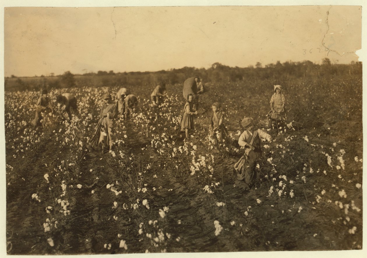 Família colhendo algodão perto de McKinney, Texas, 1913 de Lewis Wickes Hine