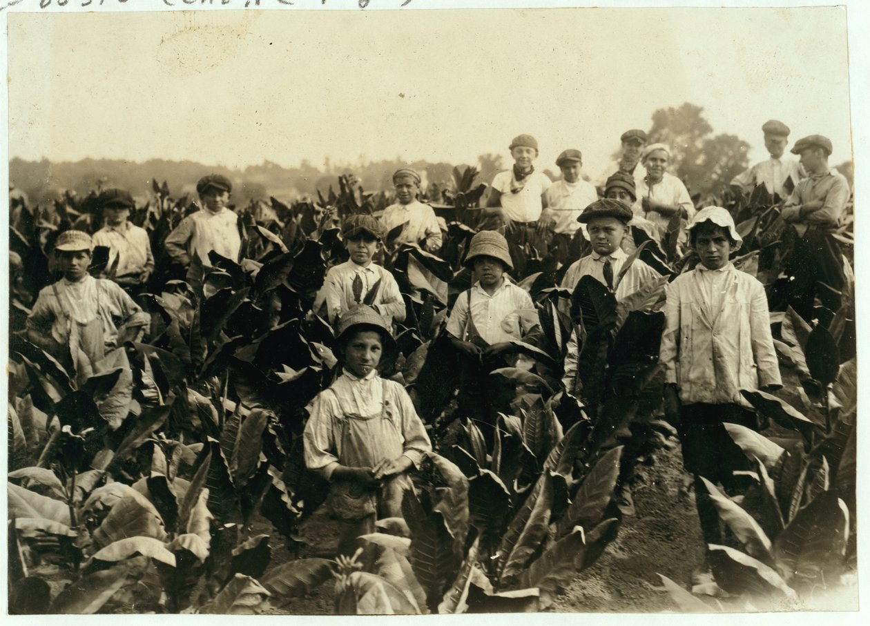 Goodrich Tobacco Farm, perto de Gildersleeve, Connecticut, 1917 de Lewis Wickes Hine