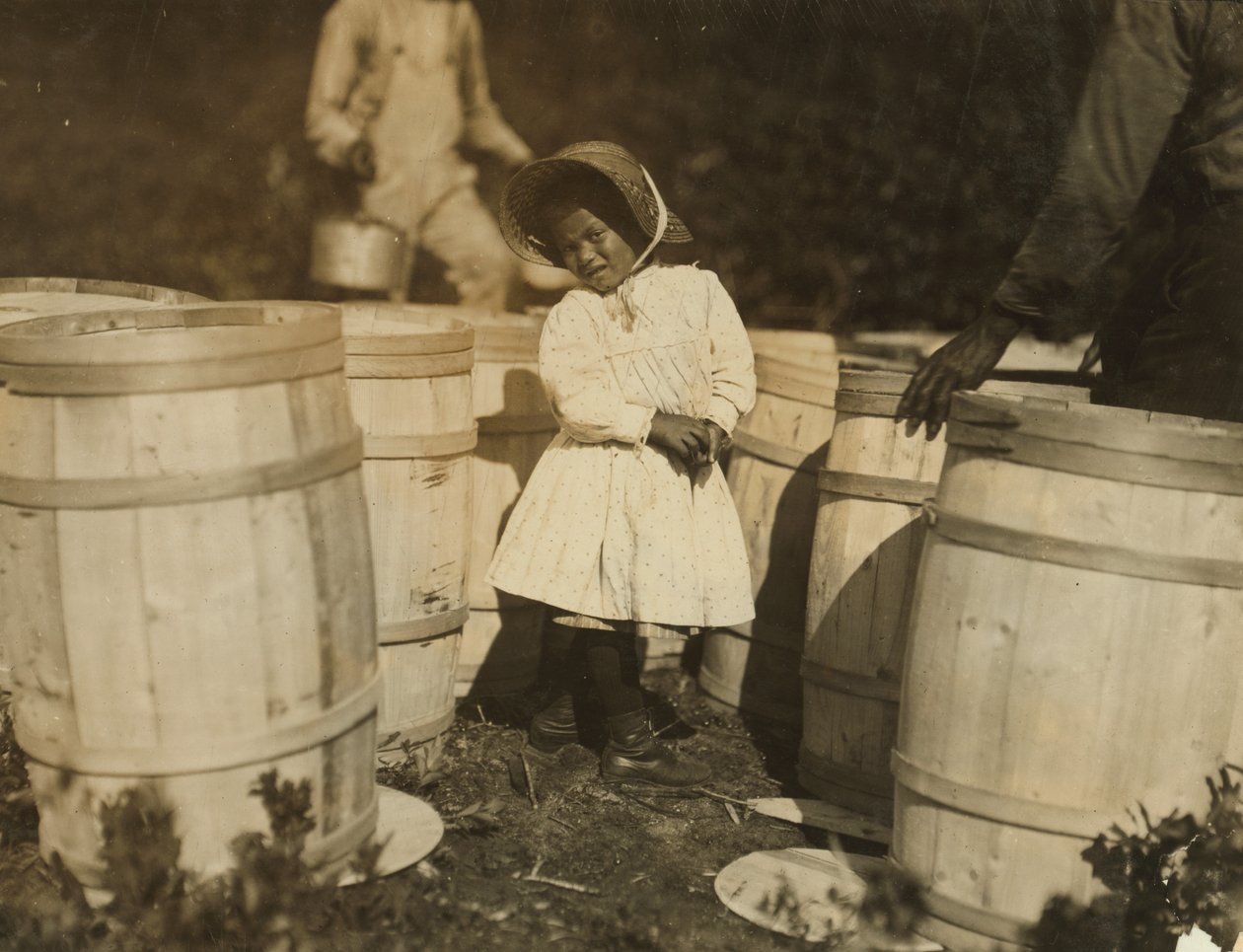 Mary Christmas, apenas 3, foi escolhida para colher cranberries derramadas nos barris por seu avô, Bog&39;s Week, Falmouth, Massachusetts, 1911 de Lewis Wickes Hine
