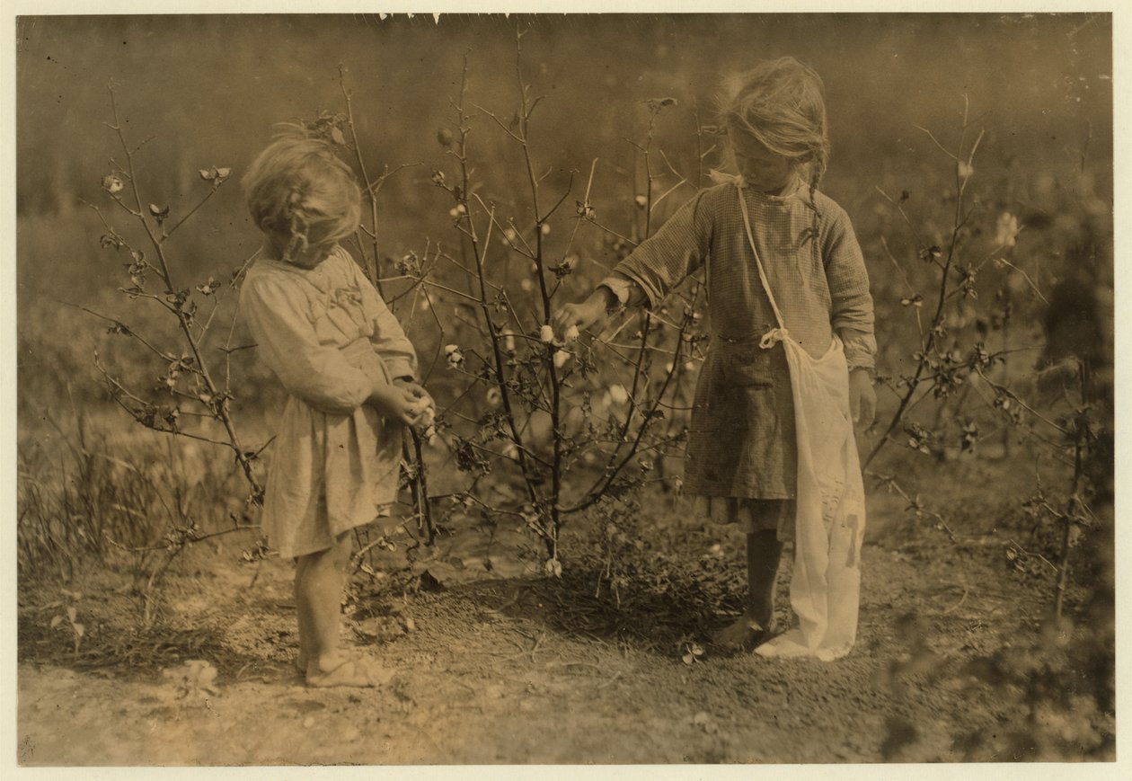 Millie, de 4 anos, pega 8 libras de algodão por dia e Nellie 5, escolhe 30 em uma fazenda perto de Houston, Texas, 1913 de Lewis Wickes Hine