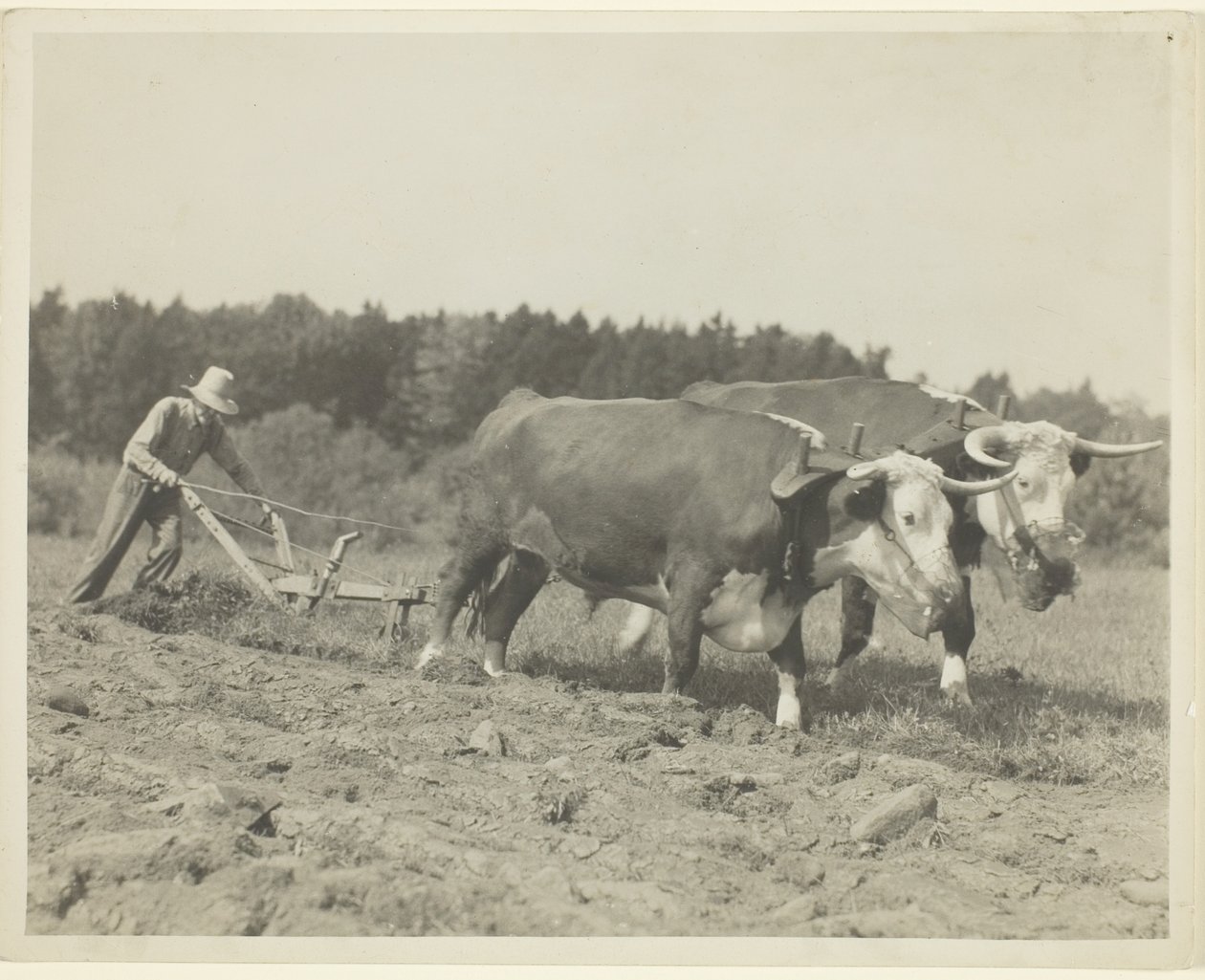 Cena rural no centro do Maine, muitos bois ainda são usados de Lewis Wickes Hine