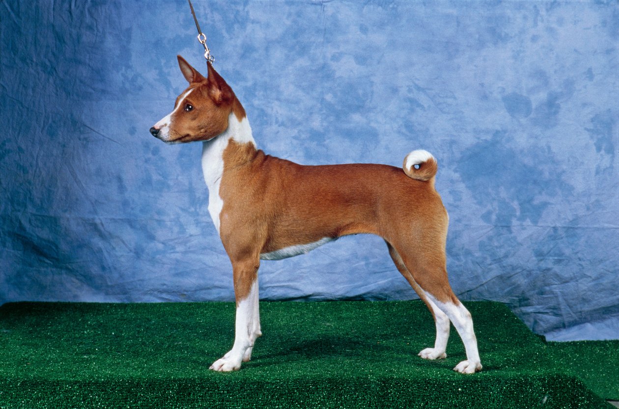 Cão Basenji (foto) de Unbekannt Unbekannt