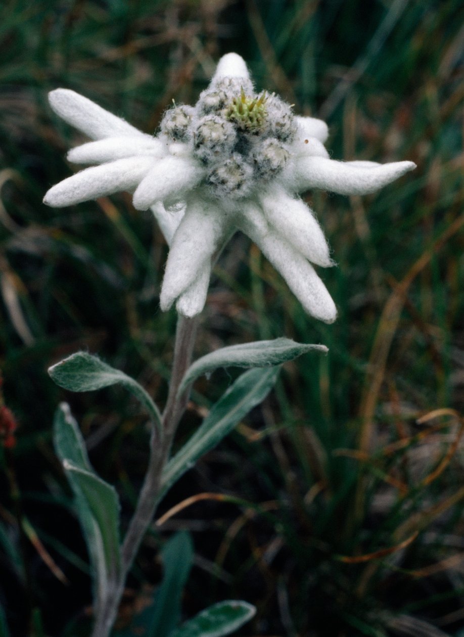 Edelweiss (foto) de Unbekannt Unbekannt