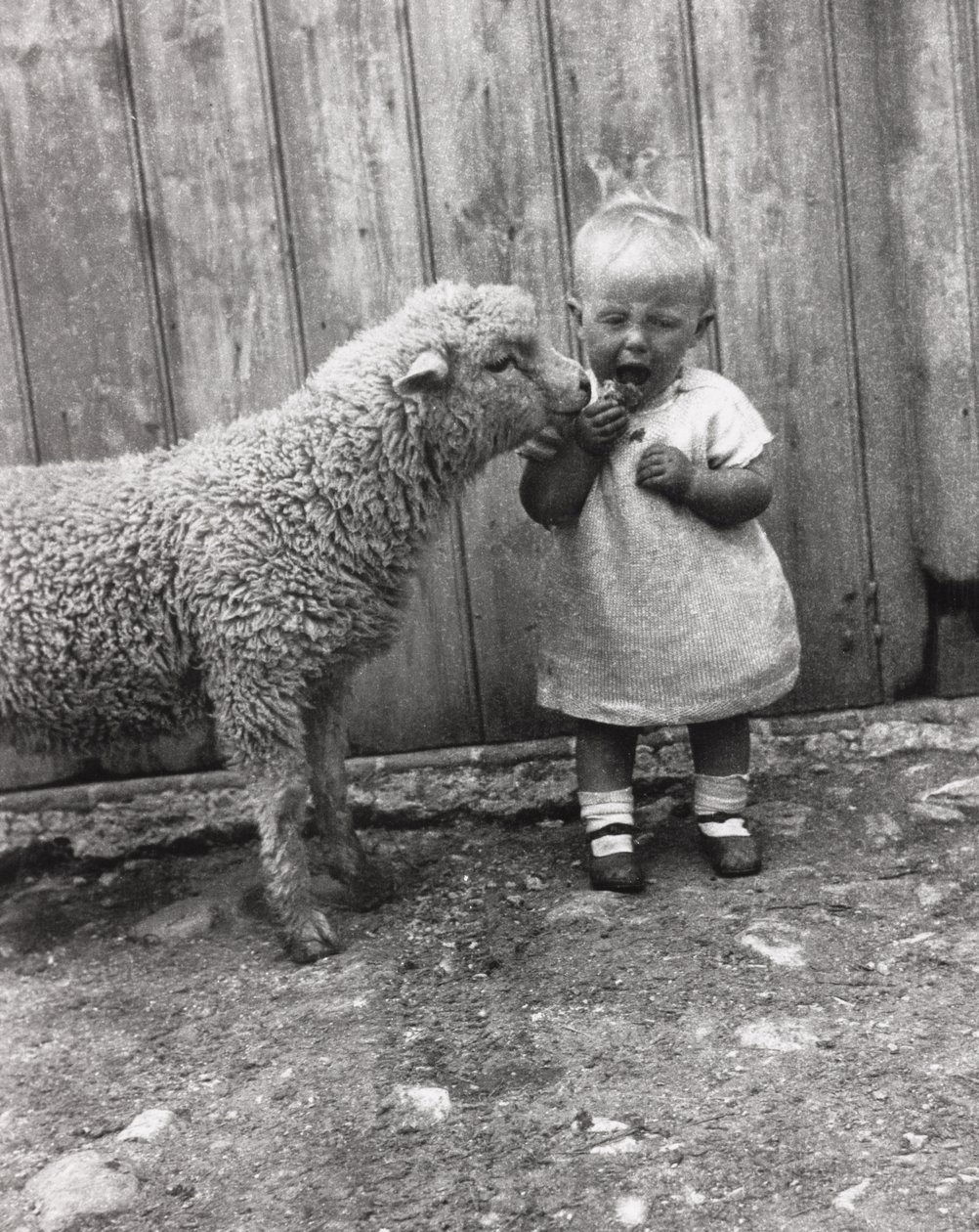 Cordeiro se interessando de perto pelo lanche de uma criança pequena, c 1930s de Unbekannt Unbekannt