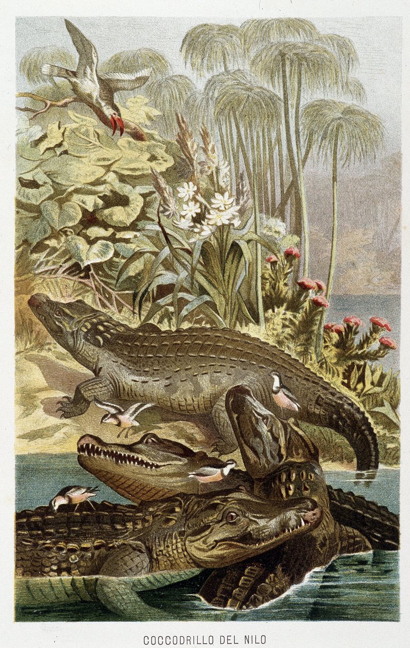 Crocodilos do Nilo (crocodilus nicoticus) - em "A Vida dos Animais" de A.E. Brehm, Torino de Unbekannt Unbekannt