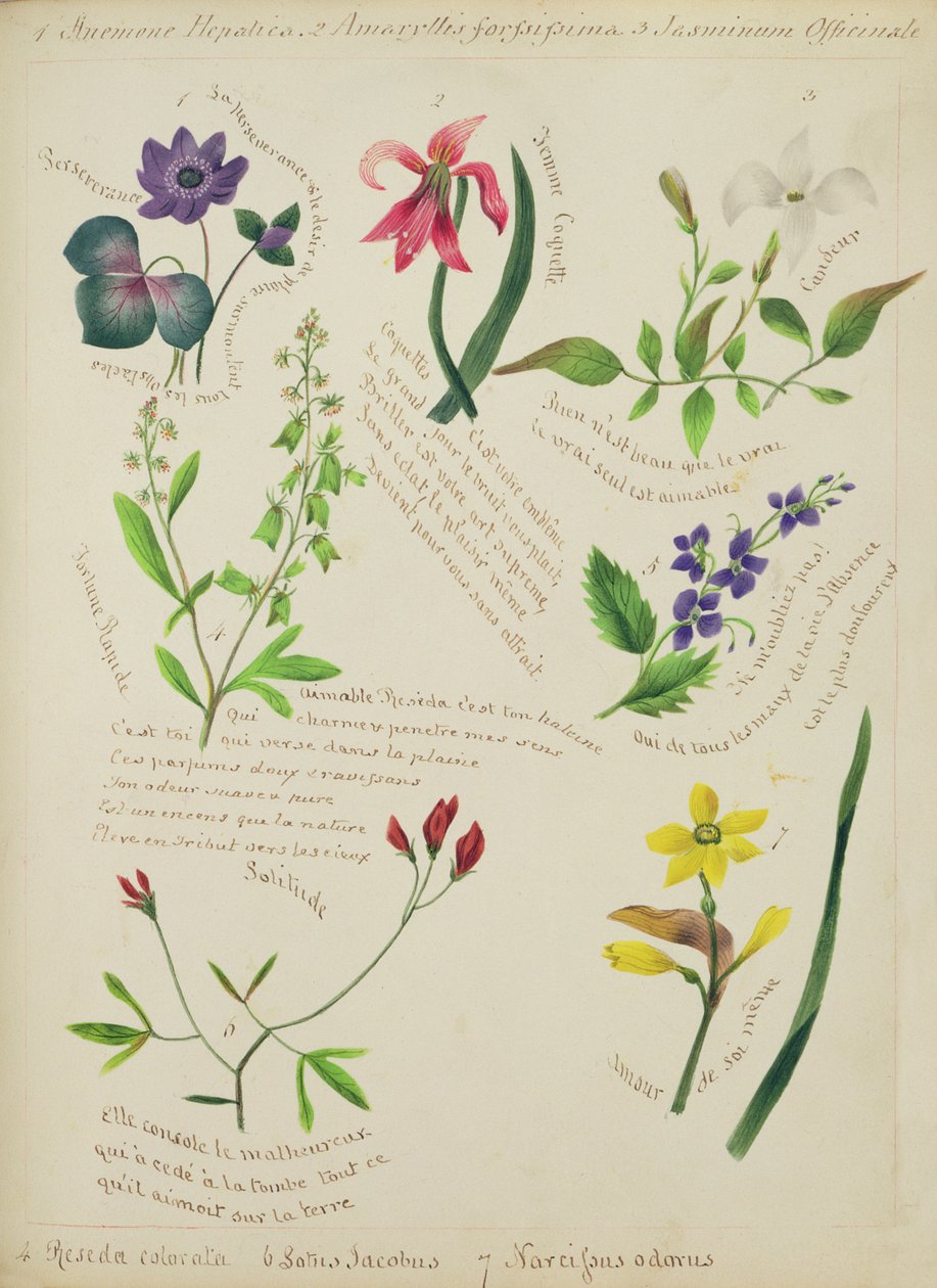 Flores silvestres (página de um caderno de desenhos com verso) de Lili Cartwright
