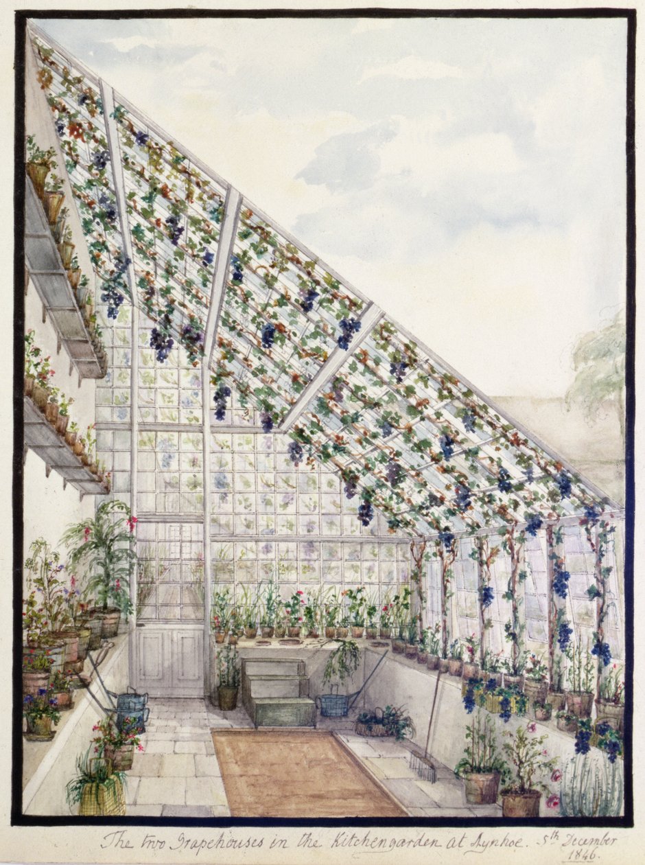 As Duas Casas de Uvas no Jardim da Cozinha, Aynhoe de Lili Cartwright