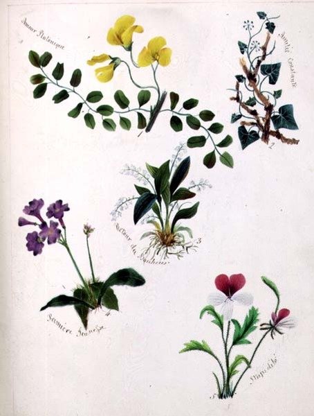 Wild Flowers (página de um livro de esboços com versos) de Lili Cartwright