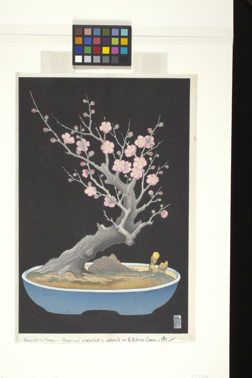 Ameixa Anã Japonesa (impressão a cores em bloco de madeira) de Lilian May Miller