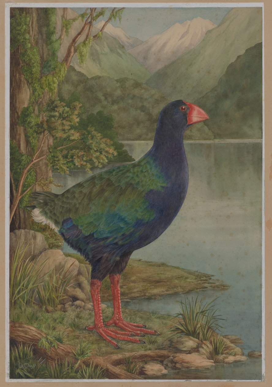 Aquarela, ilustração, de, takahe de Lily Attey Daff
