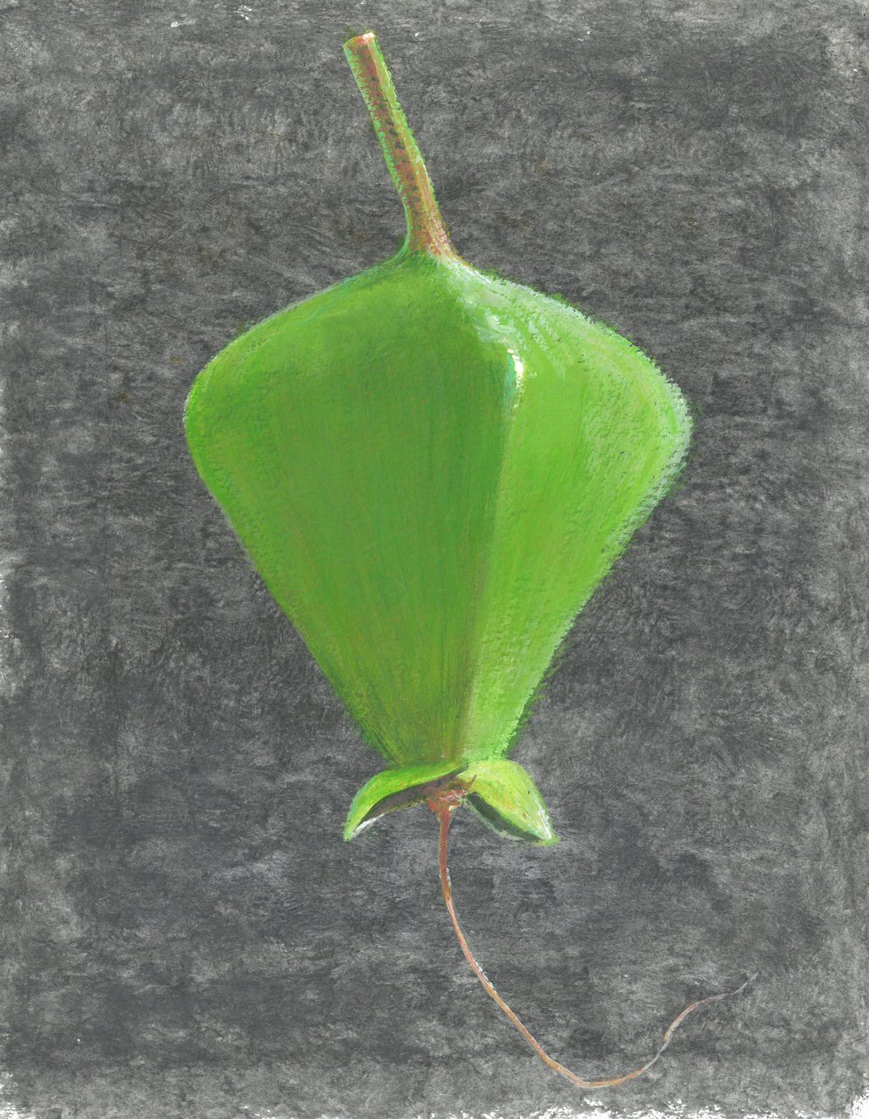 Barringtonia Acutangula (acrílico sobre papel) de Lincoln Seligman