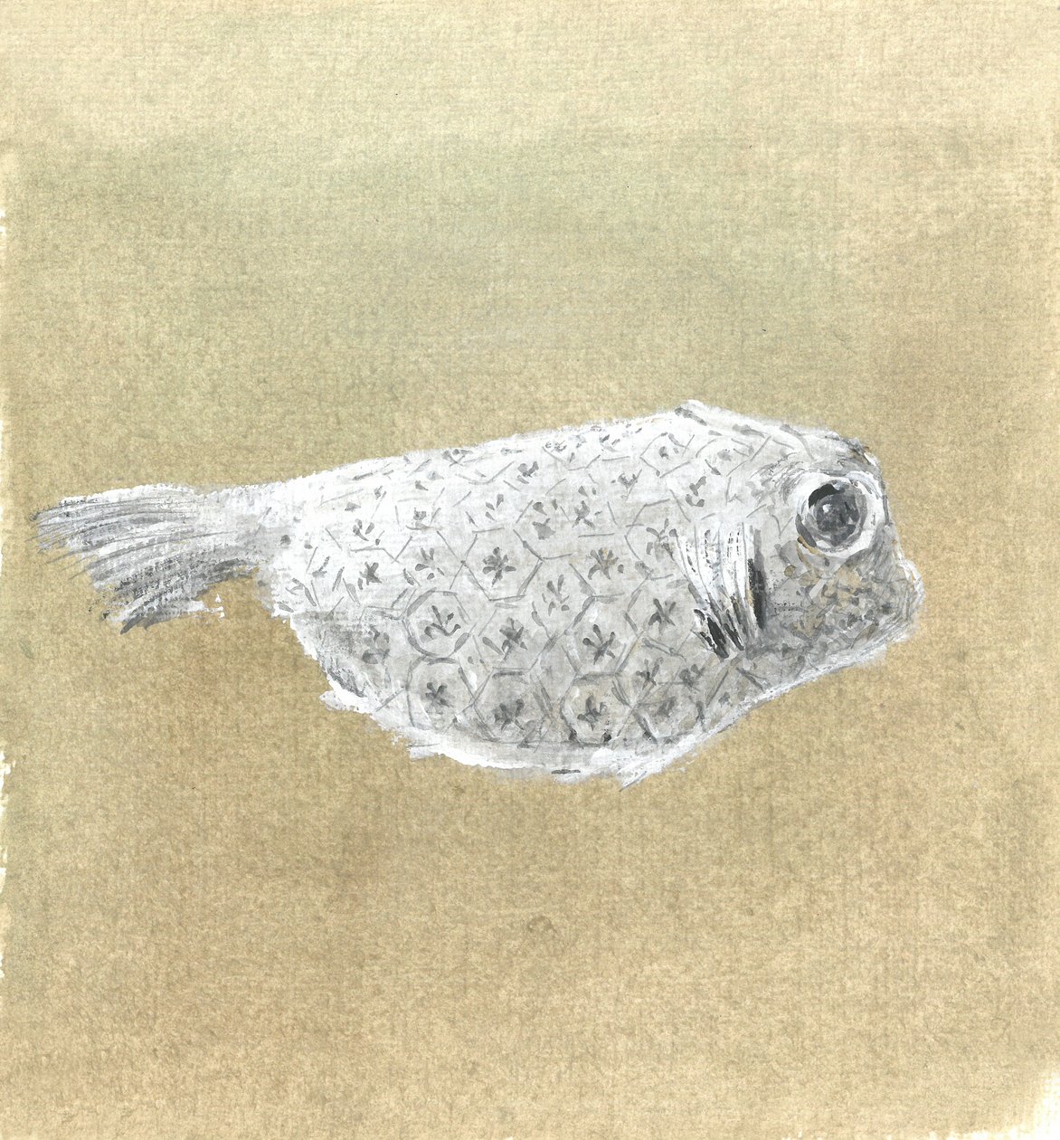 Peixe Caixa, Sri Lanka, 2015 de Lincoln Seligman