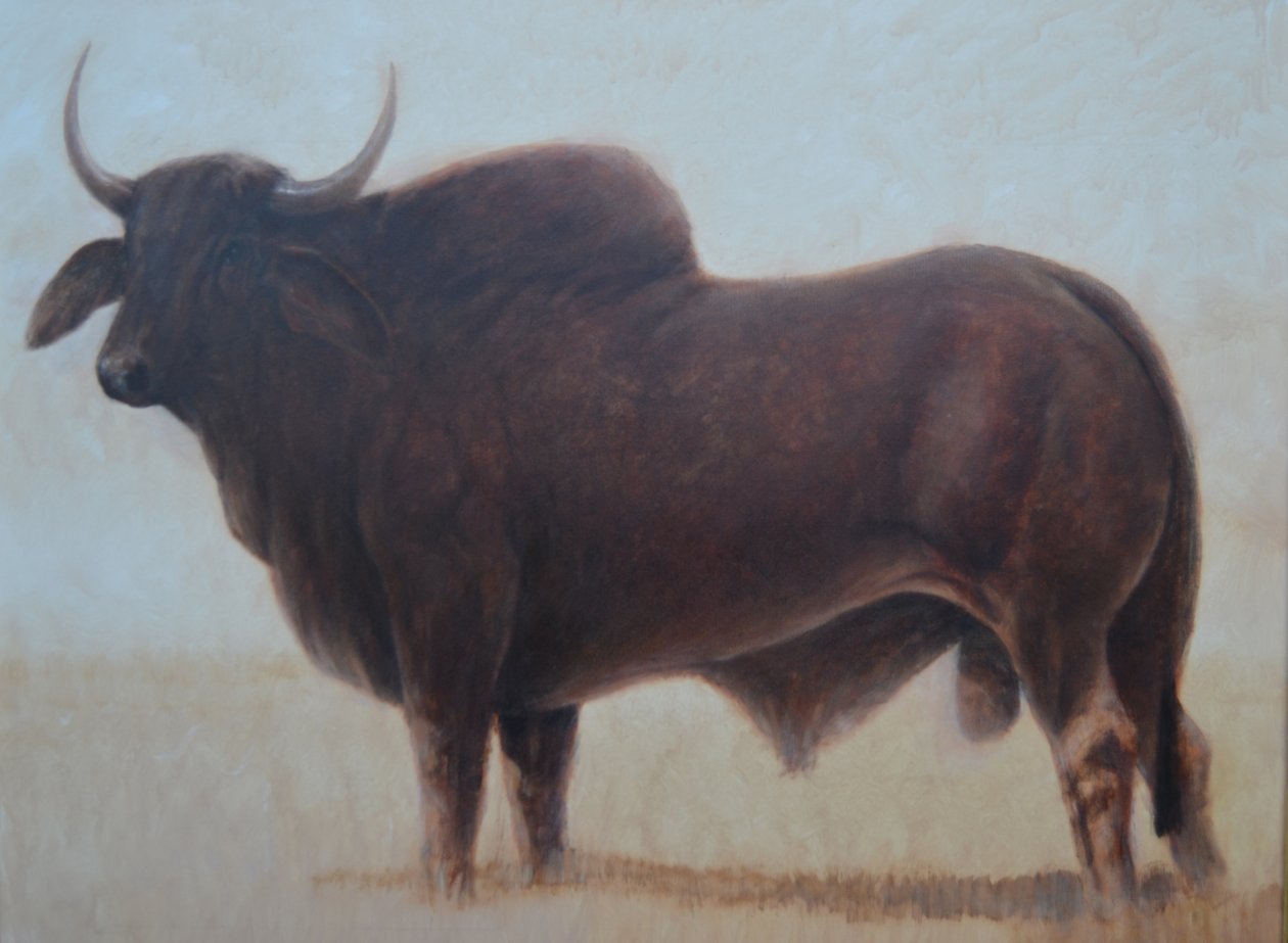 Touro Brahmin de Lincoln Seligman