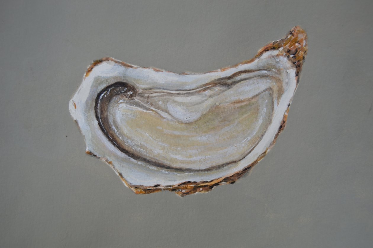 Oyster bretão 1 de Lincoln Seligman