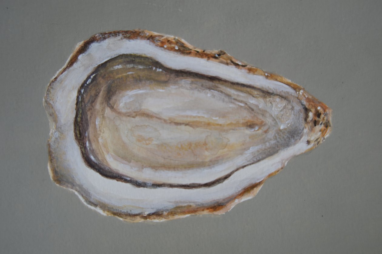 Oyster bretão 2 de Lincoln Seligman