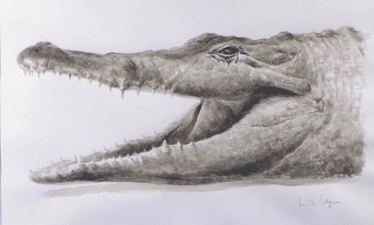 Crocodilo, 2005 (acrílico) de Lincoln Seligman