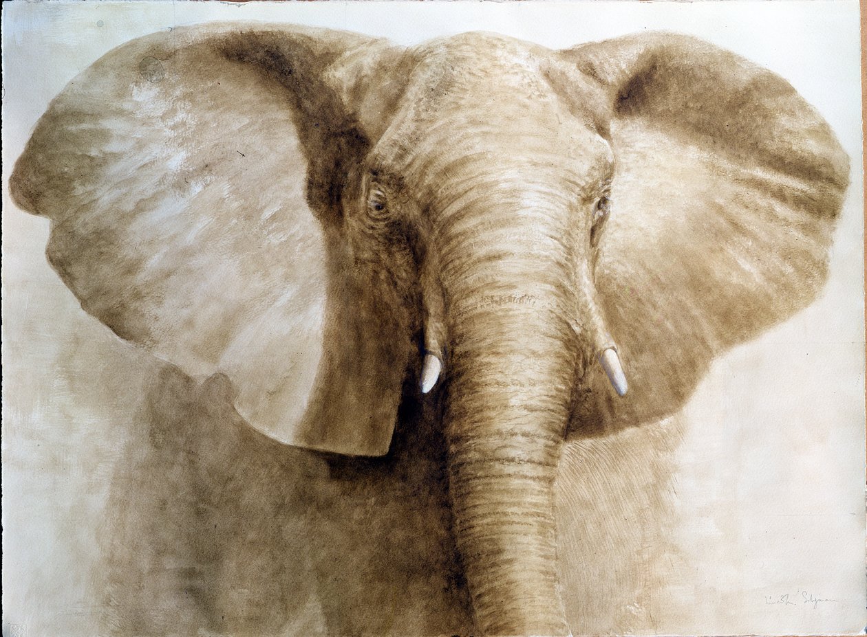Elefante, 2004 (acrílico sobre papel) de Lincoln Seligman