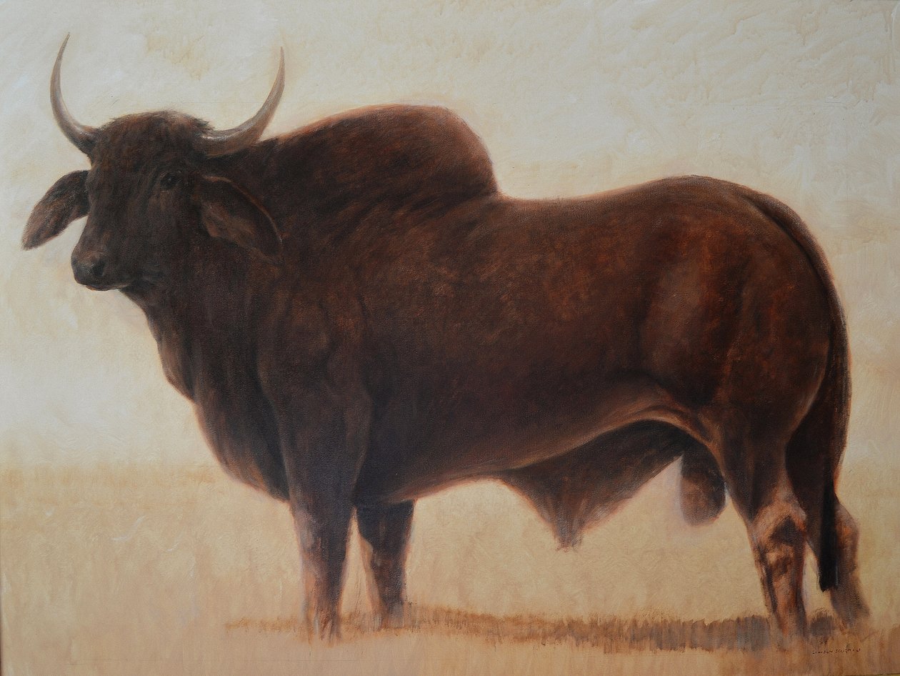 Brahmin Bull de Lincoln Seligman