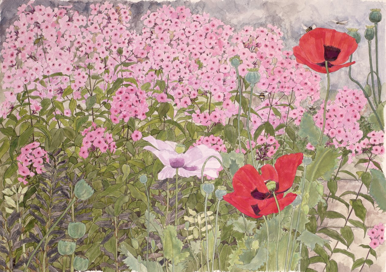 Papoulas e Phlox de Linda Benton
