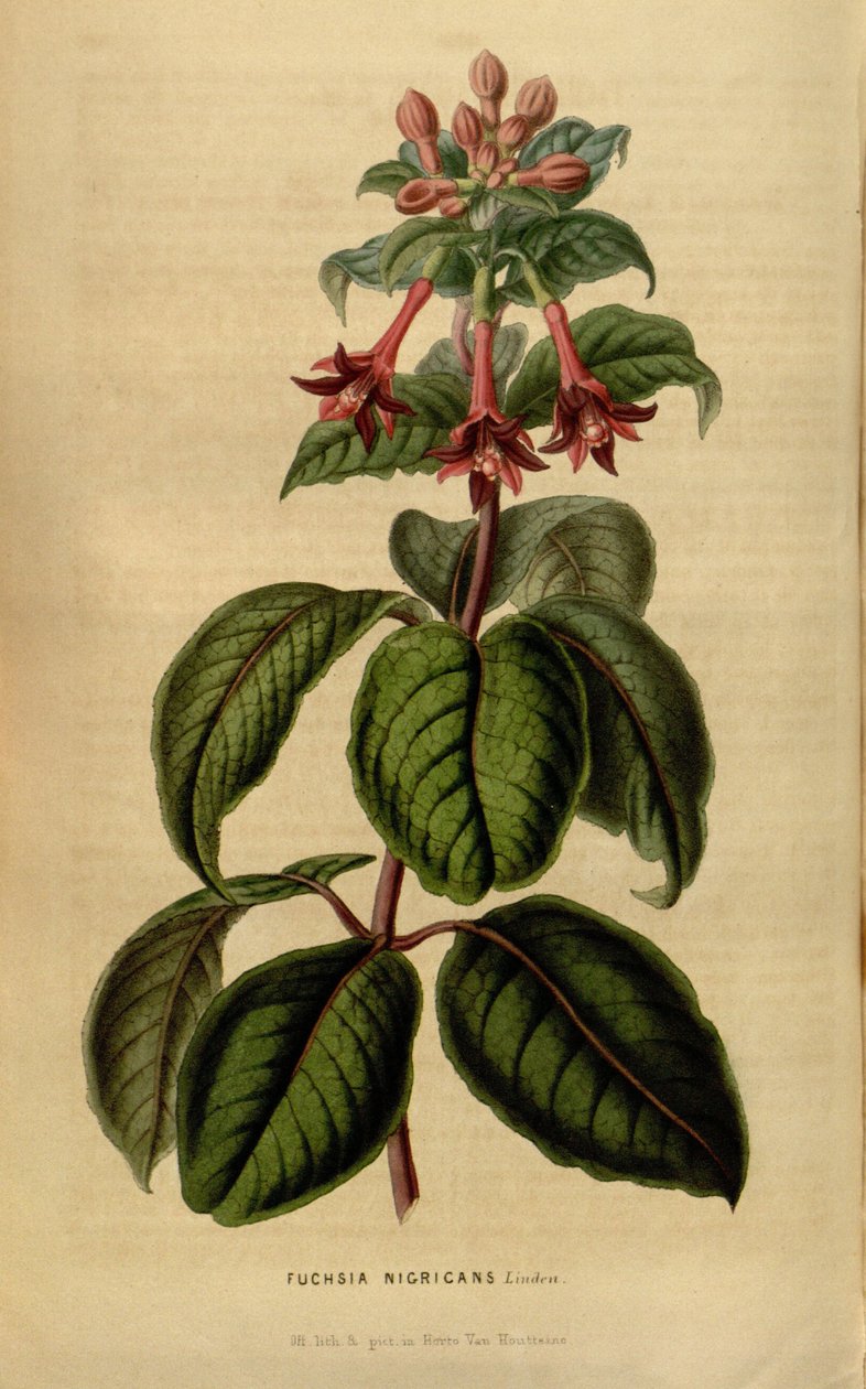 Sylvatica fúcsia de Linden