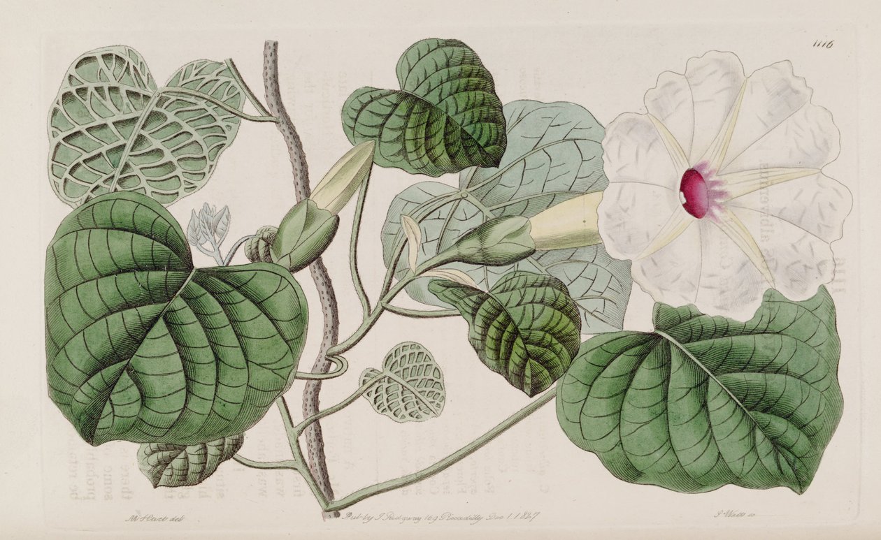 Albivenia do Ipomoea de John Lindley