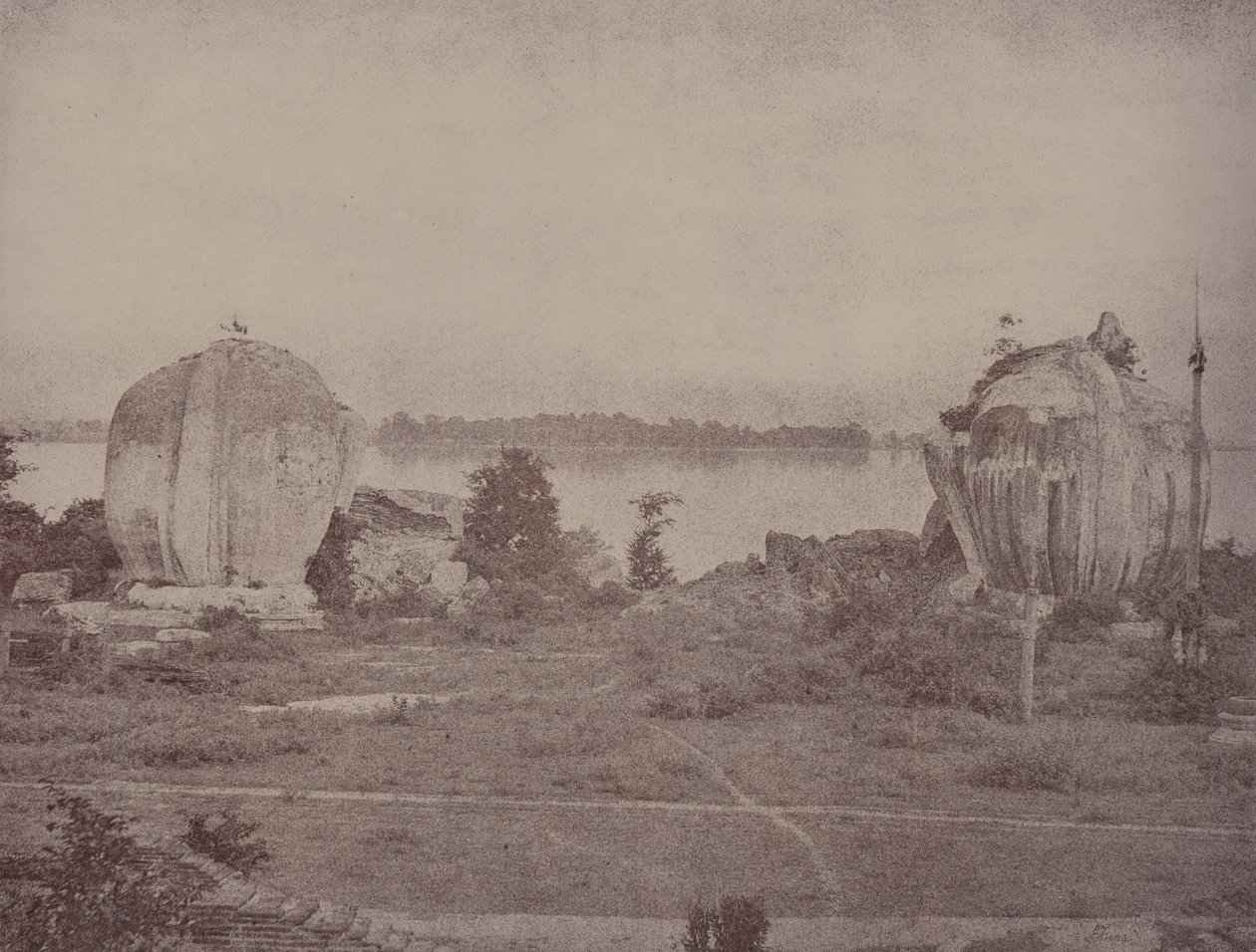 Mengoon: Grifos Arruinados de Linnaeus Tripe