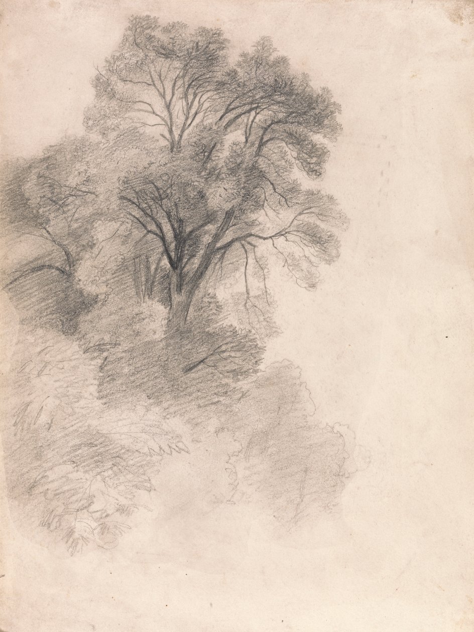Estudo das Árvores de Cinzas de Lionel Constable