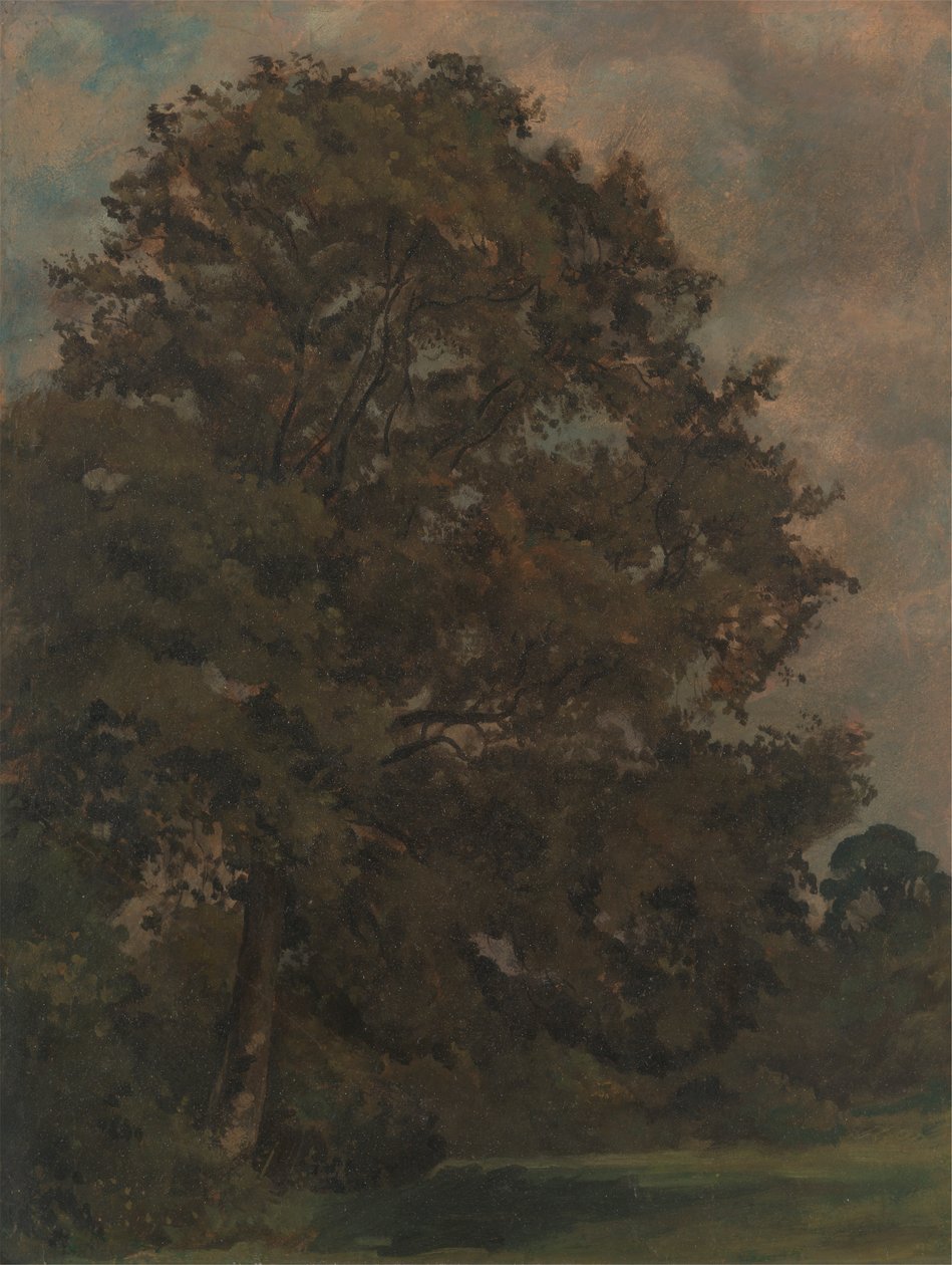 Estudo de uma árvore de cinzas de Lionel Constable