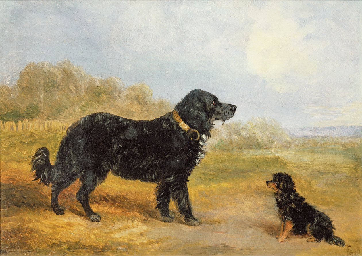 Cães de Loey Campbell