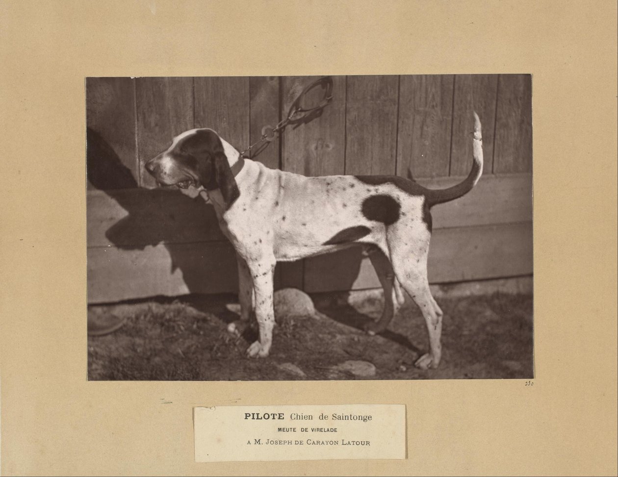 Pilote, Chien de Saintonge, Meute de Virelade, A.M. Joseph de Carayon Latour de Leon Cremiere