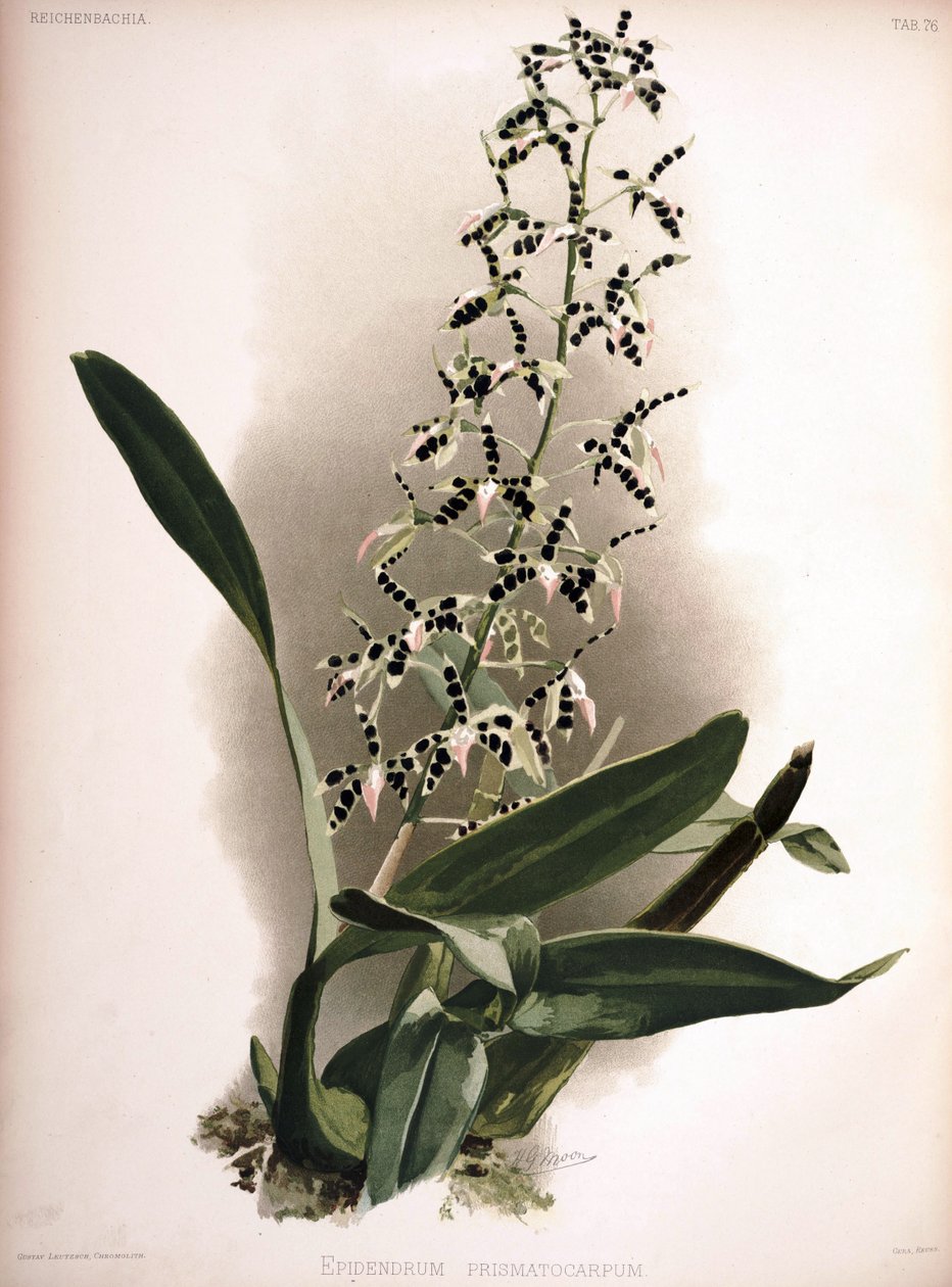 Prosthechea prismatocarpa como syn .: Epidendrum prismatocarpum de London H. Sotheran and Co.
