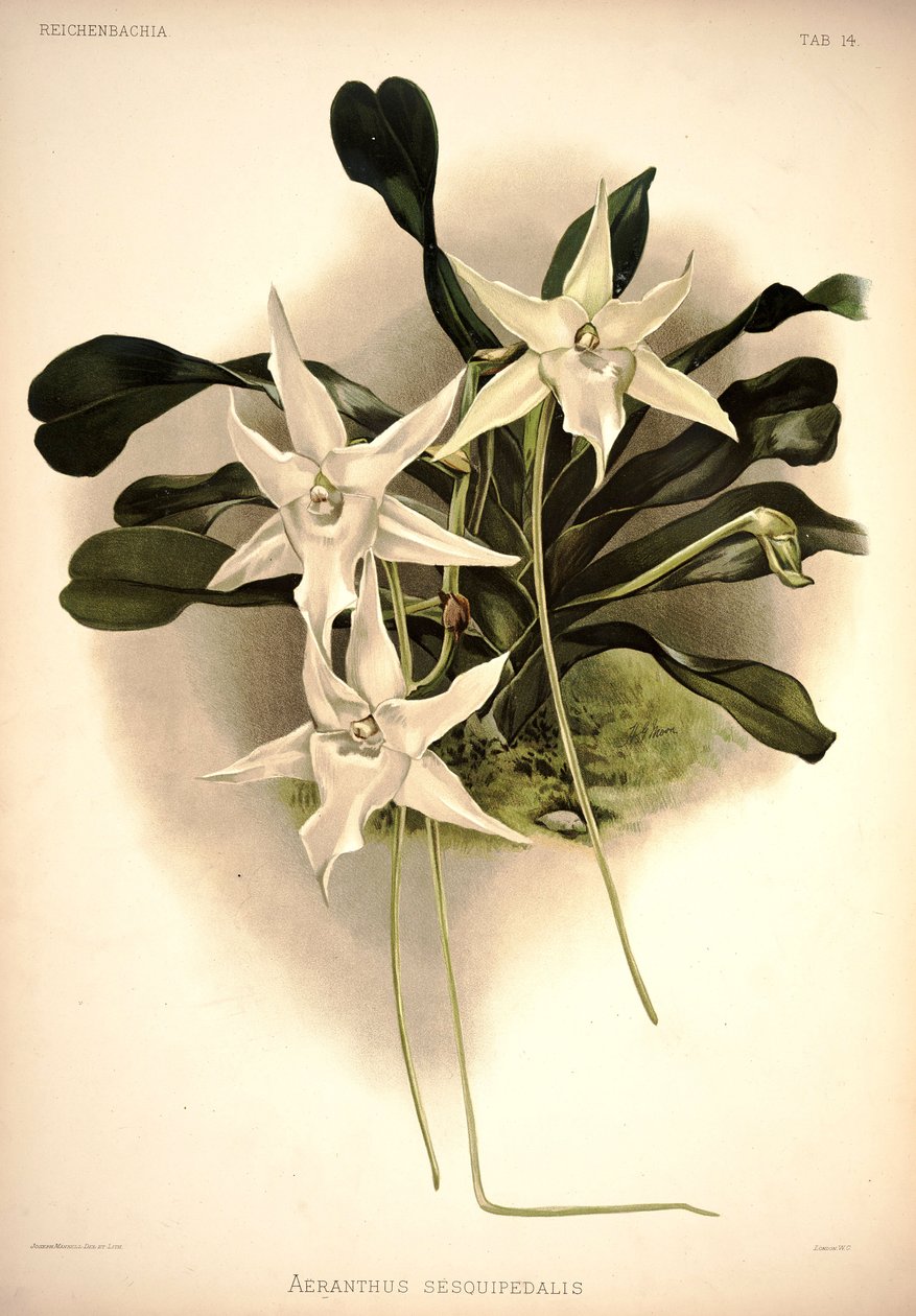 sesquipedale listrostachys de London H. Sotheran and Co.