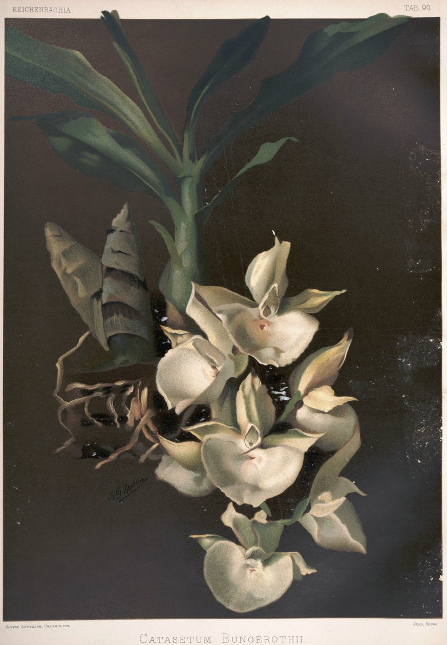 Catasetum pileatum como syn: Catasetum bungerothii de London H. Sotheran and Co.