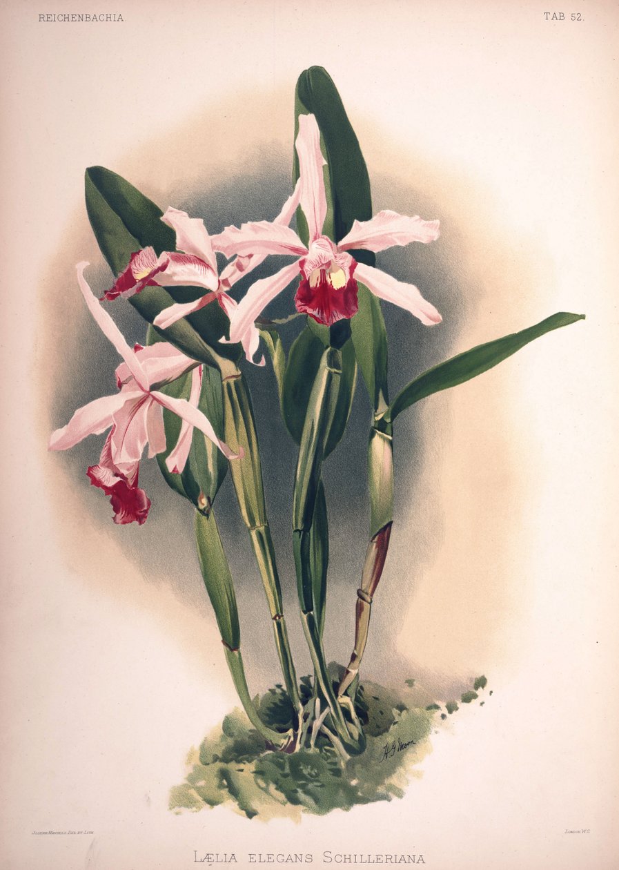 Cattleya × elegância, sinônimo: Laelia × elegans var. schilleriana de London H. Sotheran and Co.