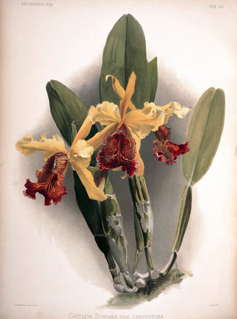 Cattleya dowiana var. aurea como sin.: Cattleya dowiana var. crisotóxico de London H. Sotheran and Co.