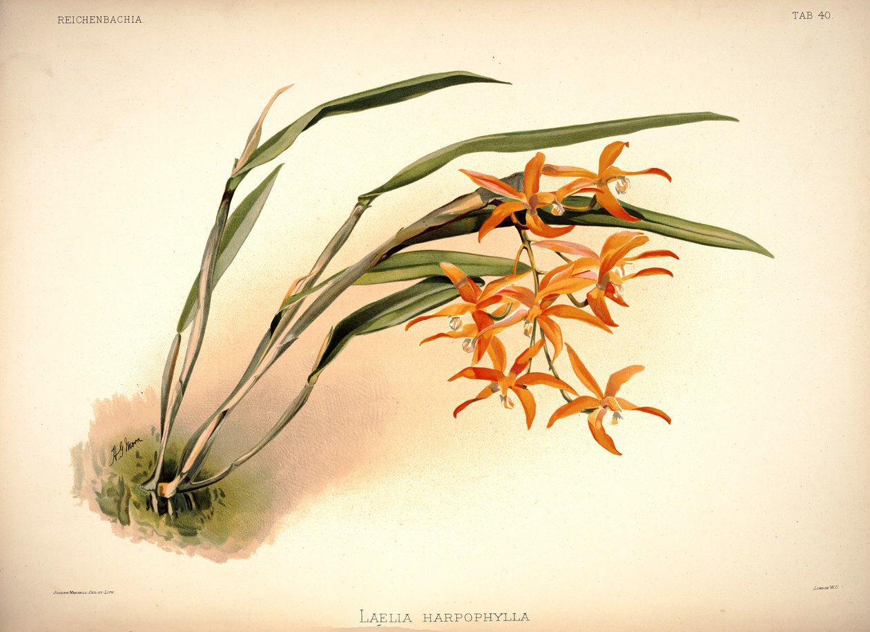 Cattleya harpophylla de London H. Sotheran and Co.