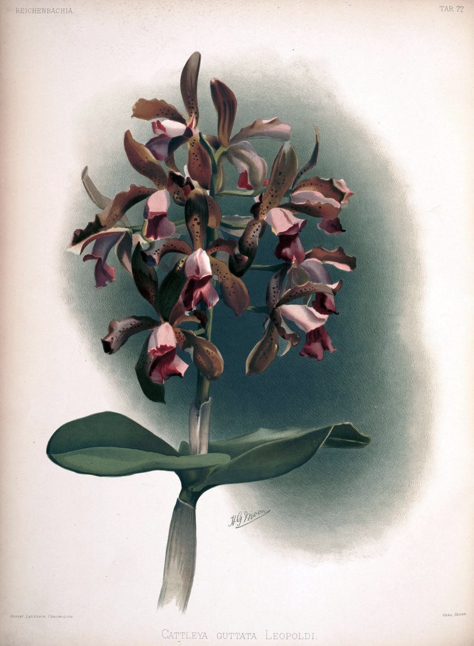 Cattleya tigrina como syn: Cattleya guttata var. Leopoldii de London H. Sotheran and Co.