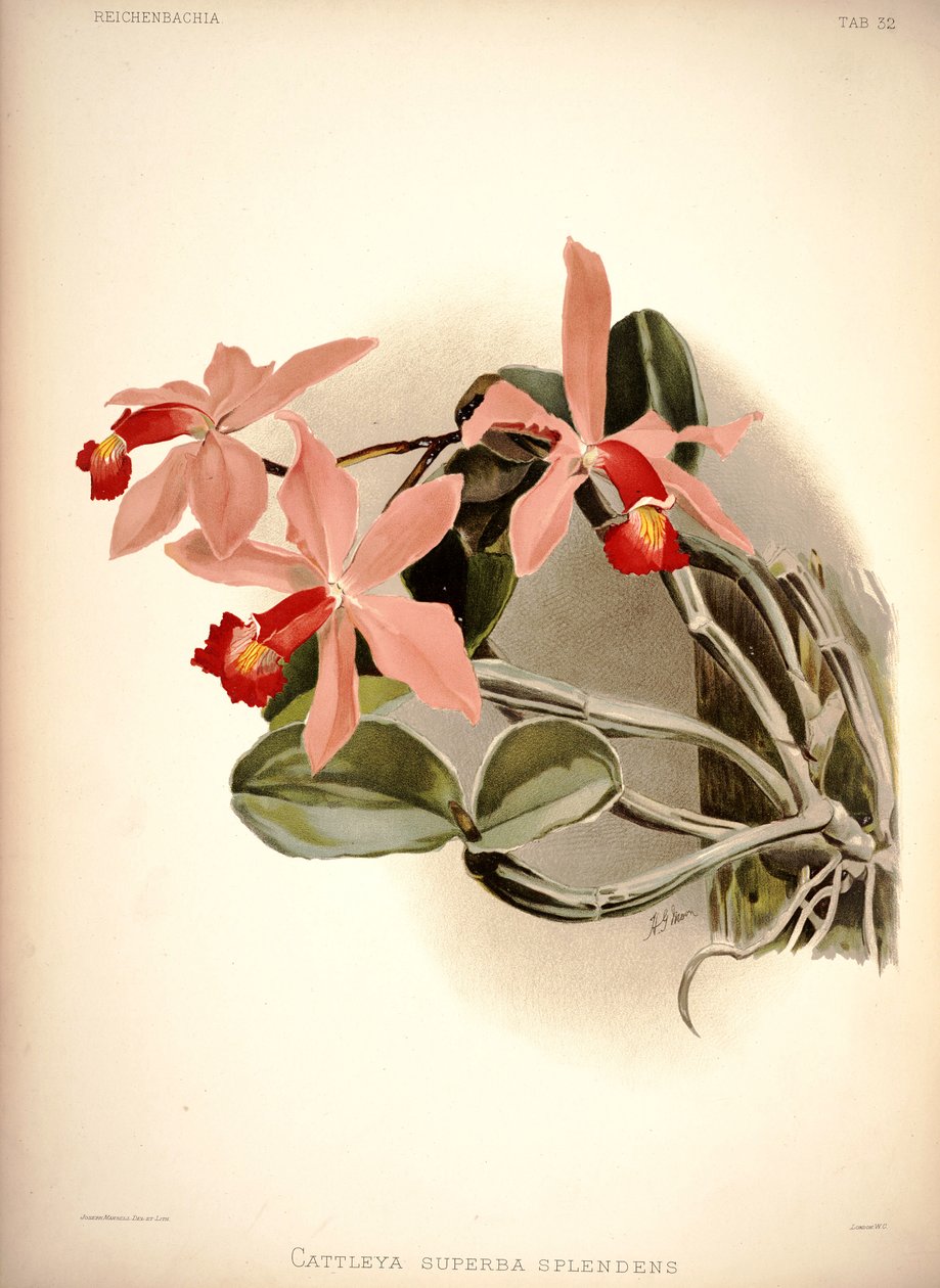 Cattleya violacea de London H. Sotheran and Co.