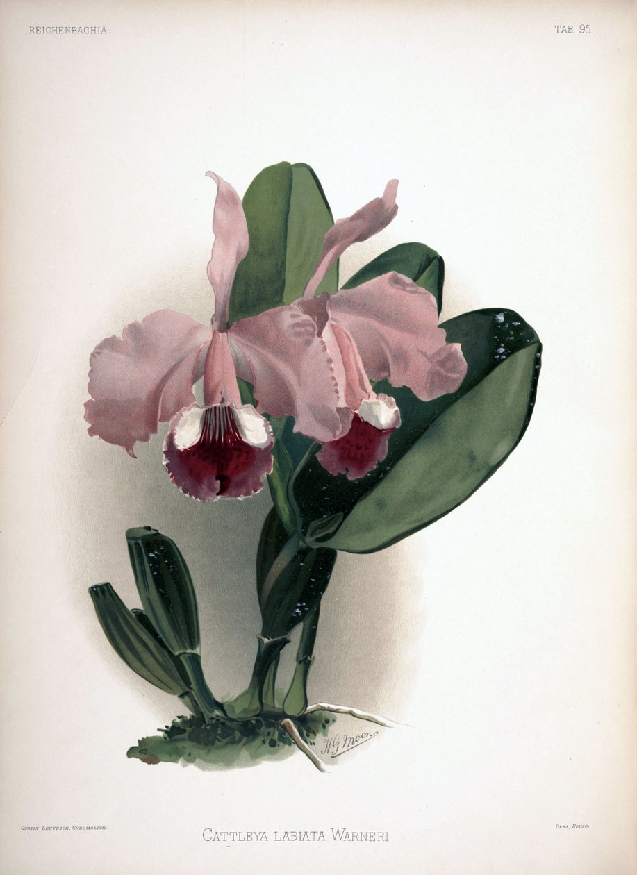 Cattleya warner como syn: Cattleya labiata var. warneri de London H. Sotheran and Co.