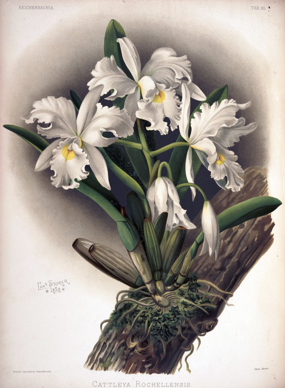 Cattleya warscewiczii como sin: Cattleya warscewiczii f. rochelensis de London H. Sotheran and Co.