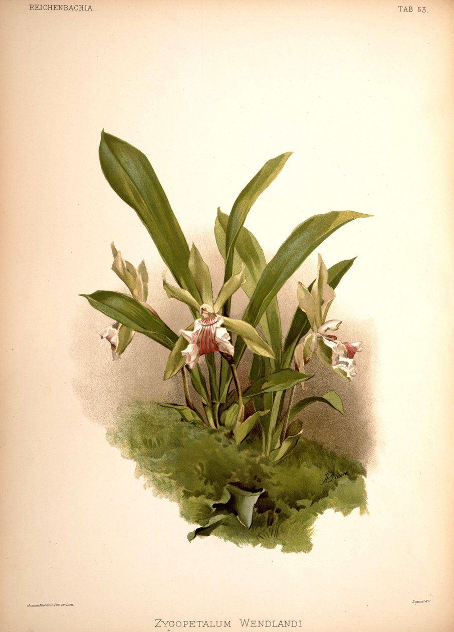 Cochleanthes aromatica, syn.: Zygopetalum wendlandii de London H. Sotheran and Co.