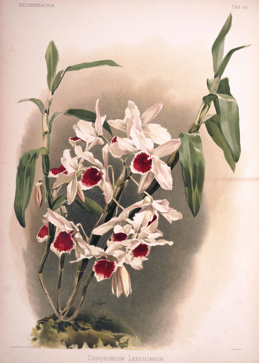 vezes Cymbidium leechianum de London H. Sotheran and Co.