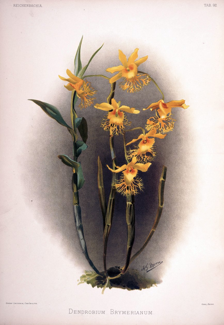 Dendrobium brymerianum de London H. Sotheran and Co.