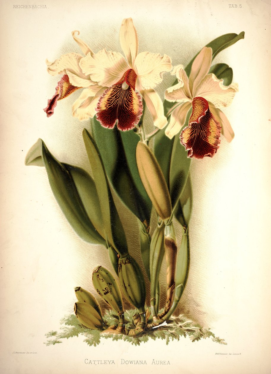 Cattleya da Dow de London H. Sotheran and Co.