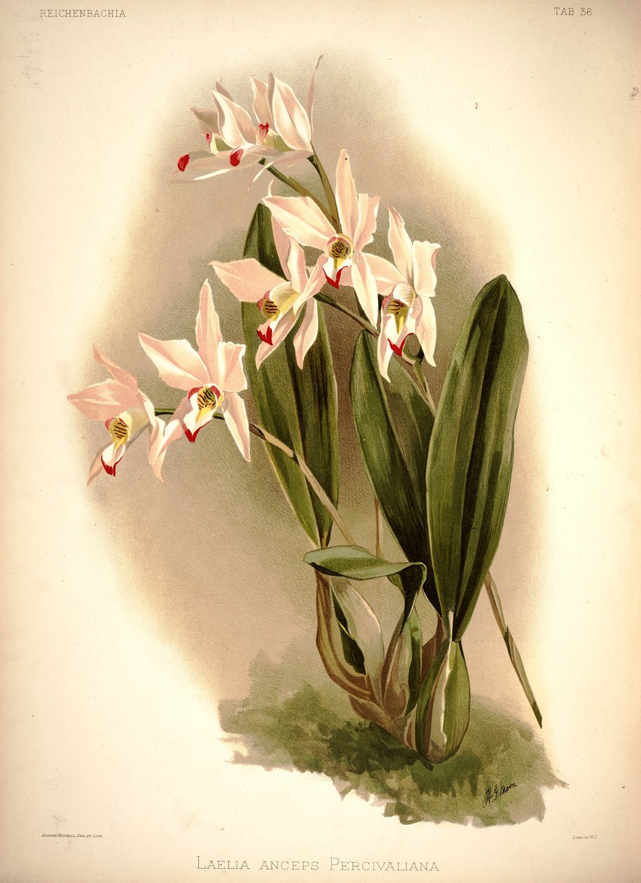 Laelia de London H. Sotheran and Co.