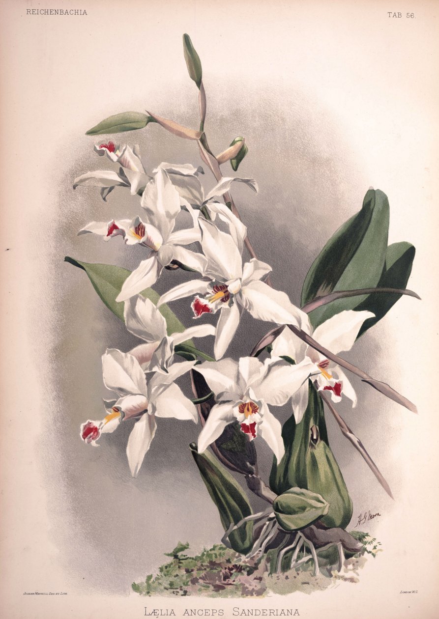 syn Laelia:. Laelia ssp. sanderiana de London H. Sotheran and Co.