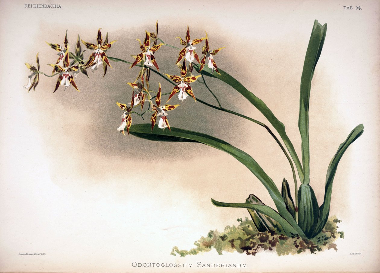 Oncidium syn construção:. Oncidium sanderianum de London H. Sotheran and Co.
