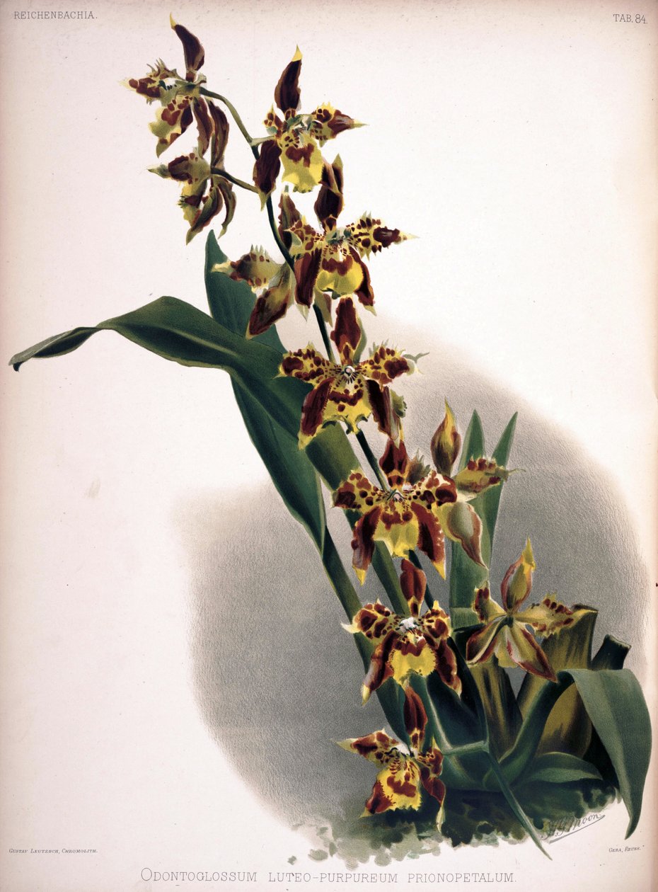Odontoglossum luteopurpureum de London H. Sotheran and Co.