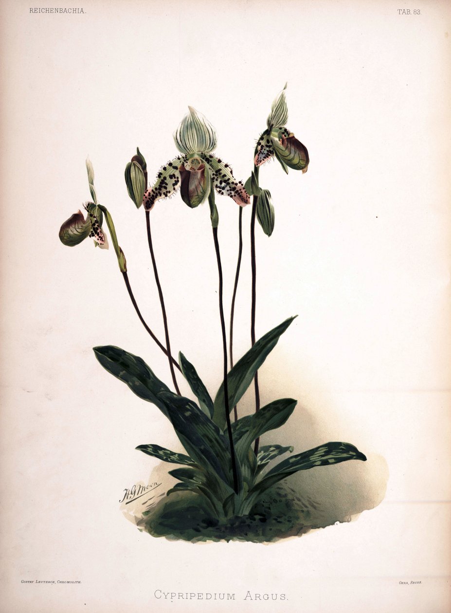 Paphiopedilum argus como syn: Cypripedium argus de London H. Sotheran and Co.