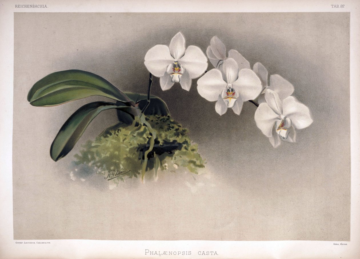 Phalaenopsis × leucorrhoda as syn de London H. Sotheran and Co.